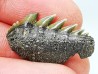shark tooth: NOTORYNCHUS CEPEDIANUS,  Miocene-Pliocene, Belgium