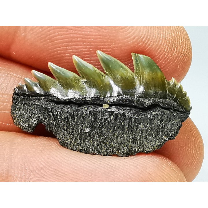 dent de requin: NOTORYNCHUS CEPEDIANUS - Miocène-Pliocène - Belgique