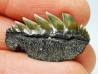 shark tooth: NOTORYNCHUS CEPEDIANUS,  Miocene-Pliocene, Belgium