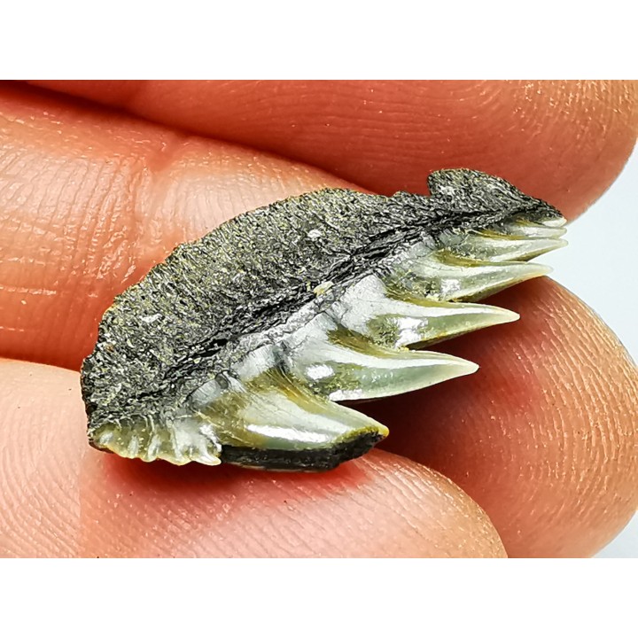 dent de requin: NOTORYNCHUS CEPEDIANUS - Miocène-Pliocène - Belgique