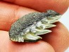 shark tooth: NOTORYNCHUS CEPEDIANUS,  Miocene-Pliocene, Belgium