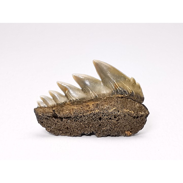 shark tooth: NOTORYNCHUS CEPEDIANUS,  Miocene-Pliocene, Belgium