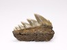 shark tooth: NOTORYNCHUS CEPEDIANUS,  Miocene-Pliocene, Belgium