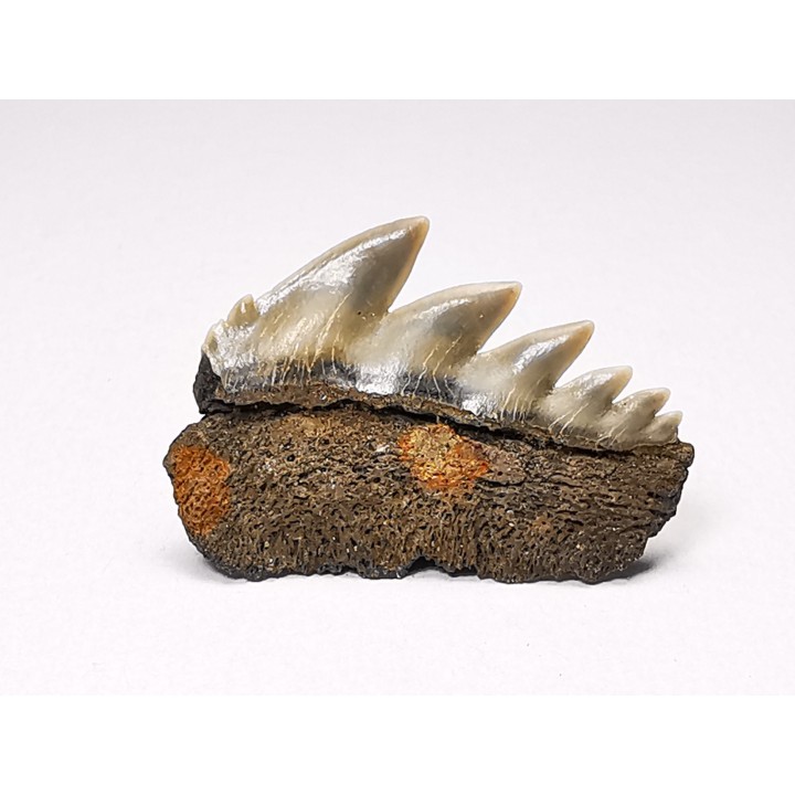 shark tooth: NOTORYNCHUS CEPEDIANUS,  Miocene-Pliocene, Belgium