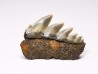 shark tooth: NOTORYNCHUS CEPEDIANUS,  Miocene-Pliocene, Belgium