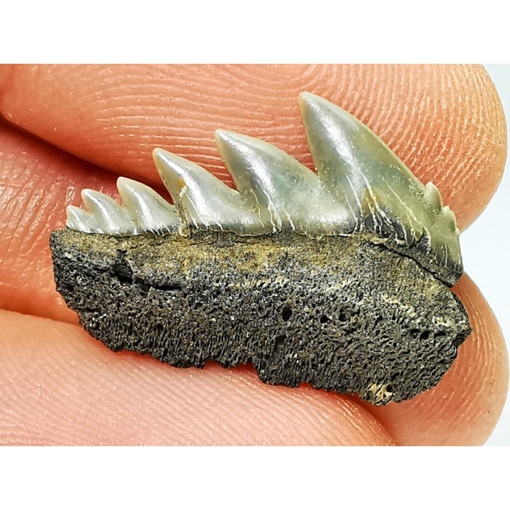 shark tooth: NOTORYNCHUS CEPEDIANUS,  Miocene-Pliocene, Belgium