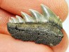 shark tooth: NOTORYNCHUS CEPEDIANUS,  Miocene-Pliocene, Belgium