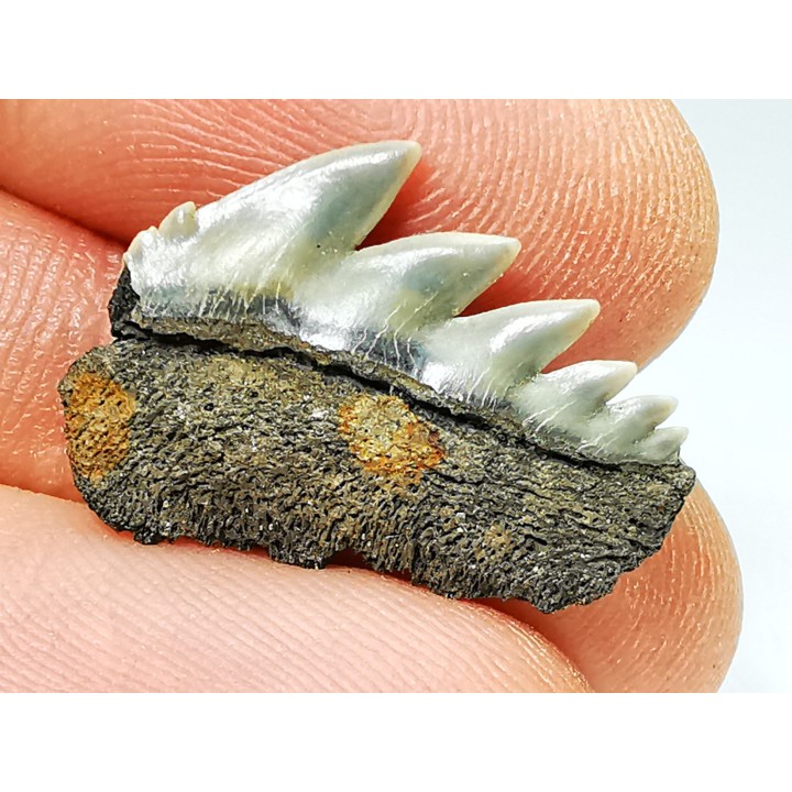 shark tooth: NOTORYNCHUS CEPEDIANUS,  Miocene-Pliocene, Belgium