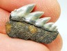 dent de requin: NOTORYNCHUS CEPEDIANUS - Miocène-Pliocène - Belgique
