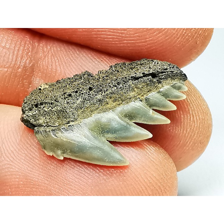 dent de requin: NOTORYNCHUS CEPEDIANUS - Miocène-Pliocène - Belgique
