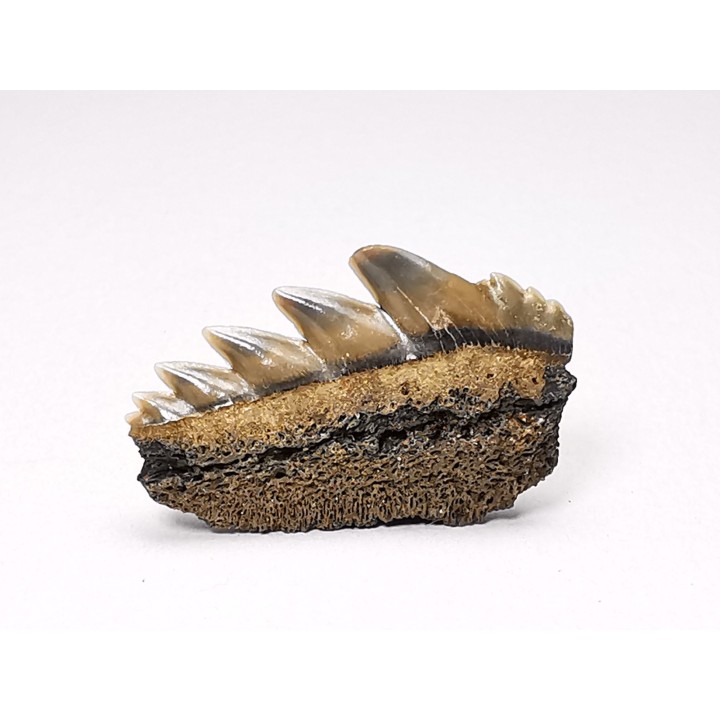 shark tooth: NOTORYNCHUS CEPEDIANUS,  Miocene-Pliocene, Belgium