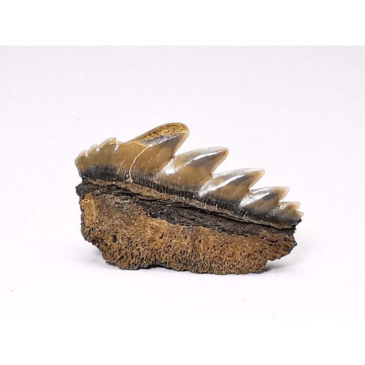 shark tooth: NOTORYNCHUS CEPEDIANUS,  Miocene-Pliocene, Belgium
