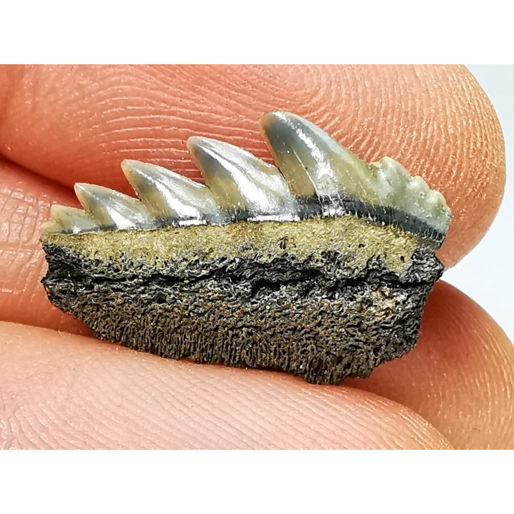 dent de requin: NOTORYNCHUS CEPEDIANUS - Miocène-Pliocène - Belgique