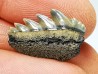shark tooth: NOTORYNCHUS CEPEDIANUS, Miocene-Pliocene, Belgium