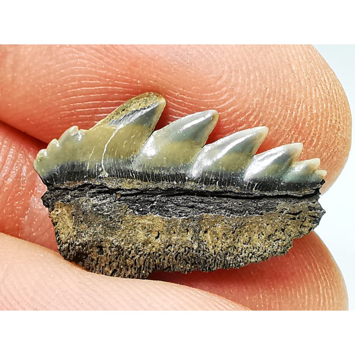 dent de requin: NOTORYNCHUS CEPEDIANUS - Miocène-Pliocène - Belgique