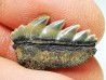 dent de requin: NOTORYNCHUS CEPEDIANUS - Miocène-Pliocène - Belgique