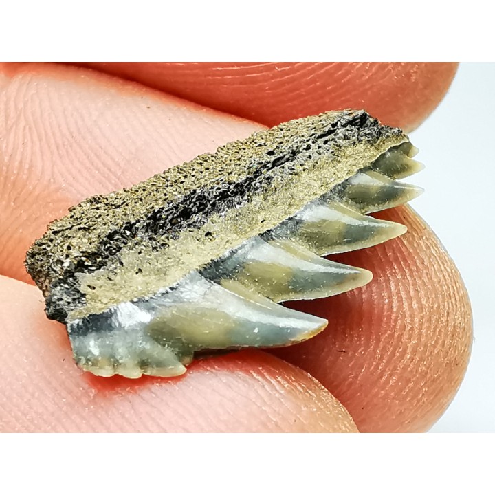 shark tooth: NOTORYNCHUS CEPEDIANUS,  Miocene-Pliocene, Belgium