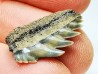 dent de requin: NOTORYNCHUS CEPEDIANUS - Miocène-Pliocène - Belgique