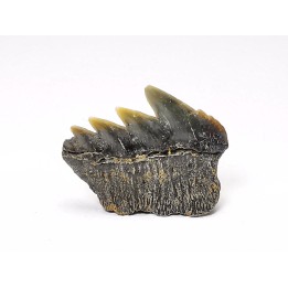 dent de requin: NOTORYNCHUS CEPEDIANUS - Miocène-Pliocène - Belgique