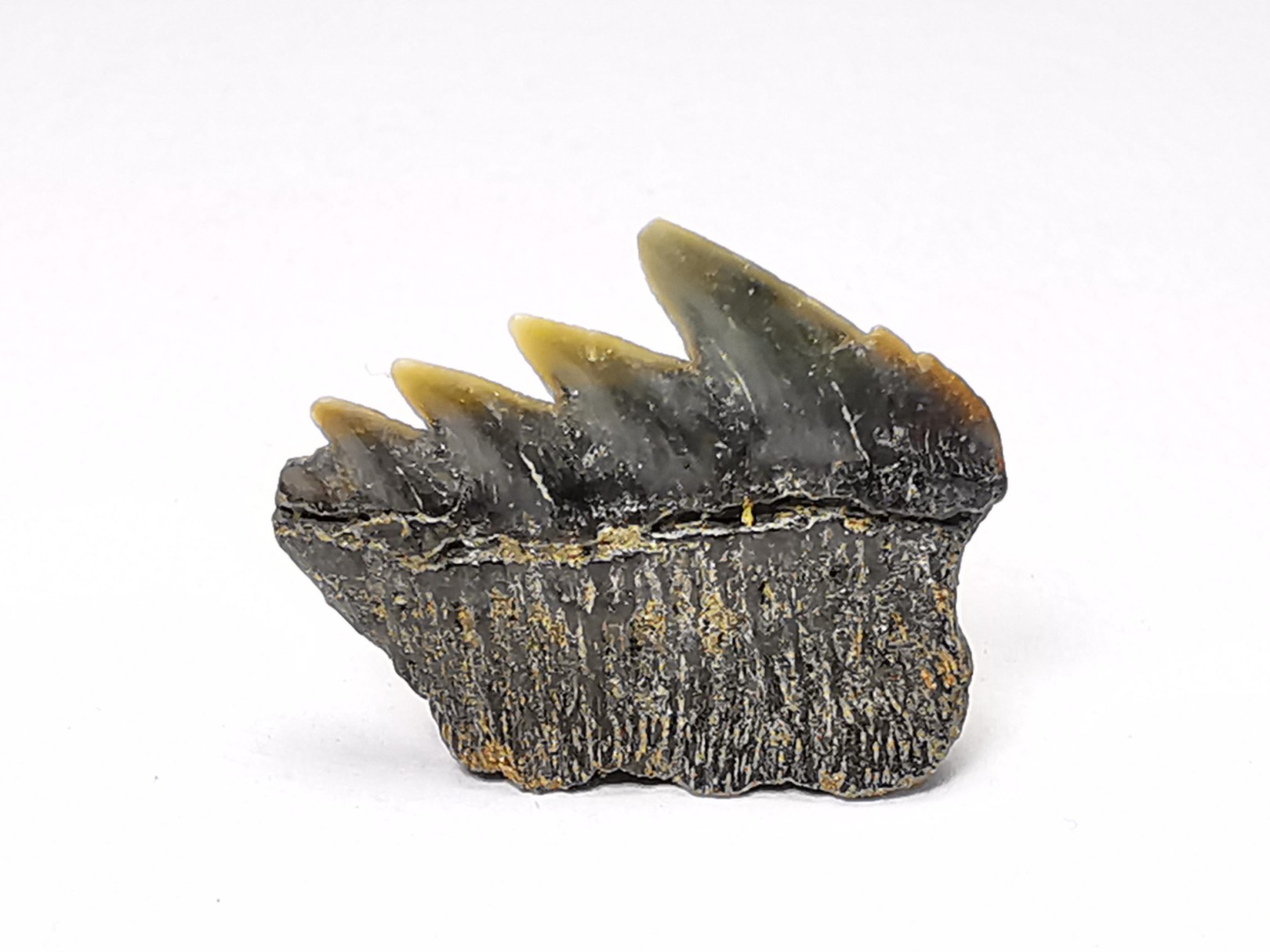 shark tooth: NOTORYNCHUS CEPEDIANUS, Miocene-Pliocene, Belgium