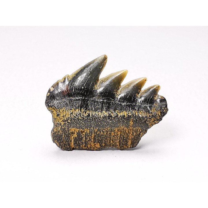 dent de requin: NOTORYNCHUS CEPEDIANUS - Miocène-Pliocène - Belgique