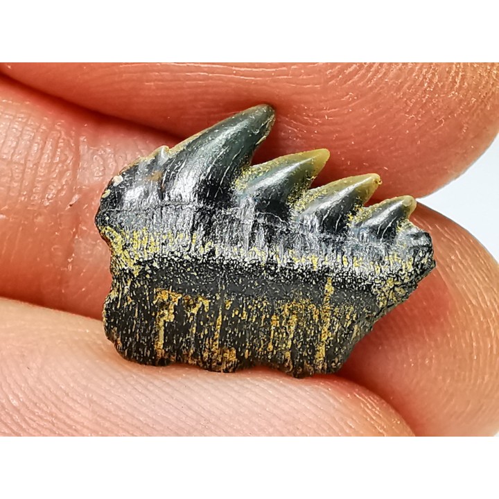 shark tooth: NOTORYNCHUS CEPEDIANUS,  Miocene-Pliocene, Belgium