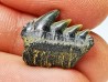 shark tooth: NOTORYNCHUS CEPEDIANUS, Miocene-Pliocene, Belgium