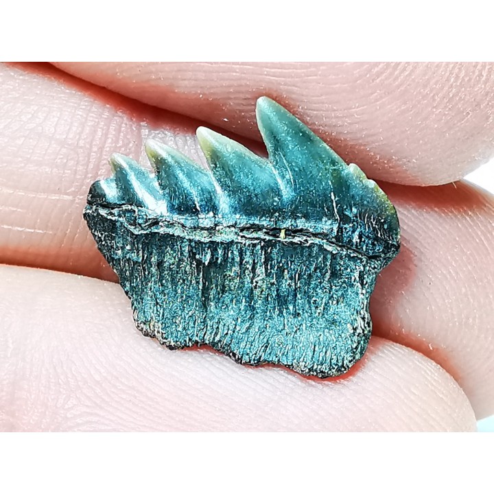 dent de requin: NOTORYNCHUS CEPEDIANUS - Miocène-Pliocène - Belgique