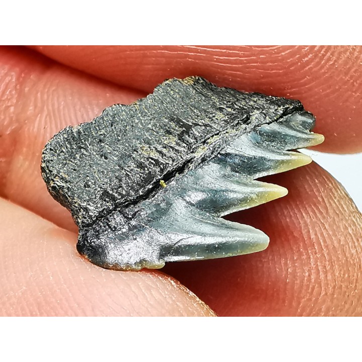 dent de requin: NOTORYNCHUS CEPEDIANUS - Miocène-Pliocène - Belgique