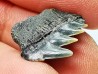 shark tooth: NOTORYNCHUS CEPEDIANUS, Miocene-Pliocene, Belgium