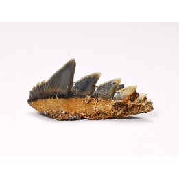 shark tooth: NOTORYNCHUS CEPEDIANUS,  Miocene-Pliocene, Belgium