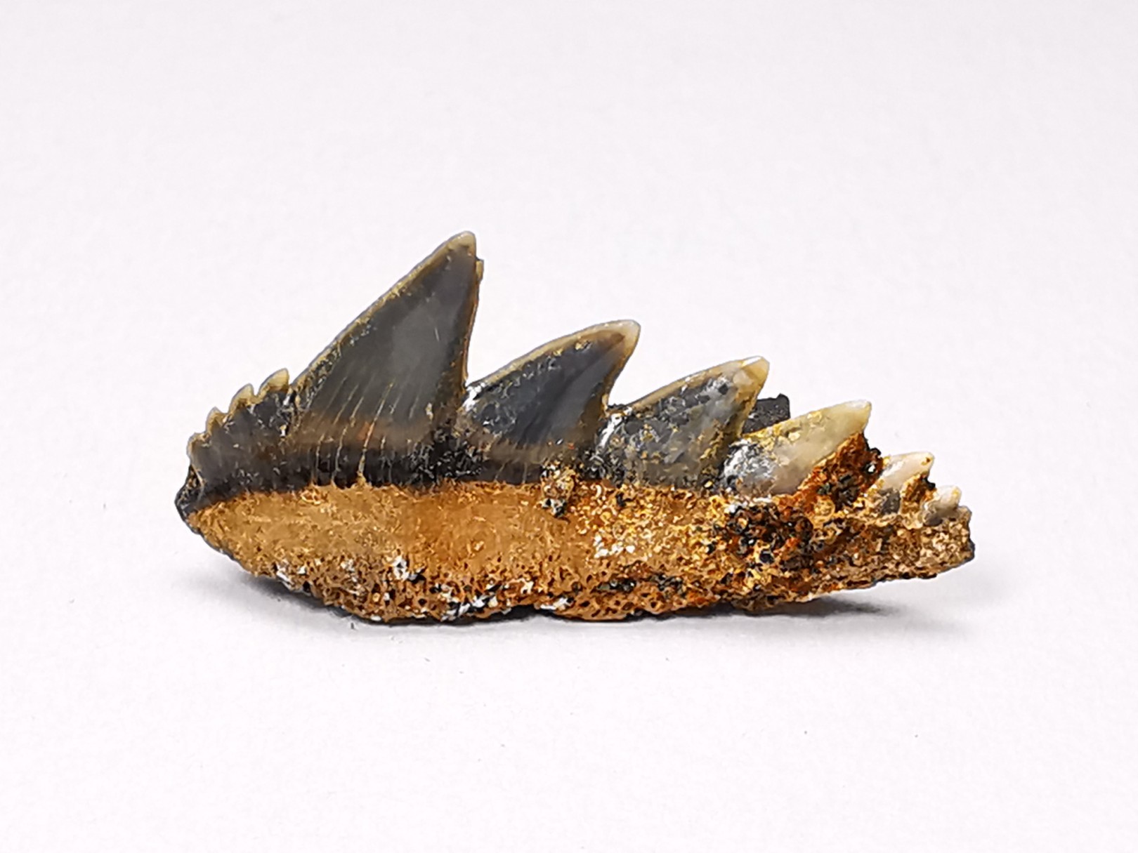 dent de requin: NOTORYNCHUS CEPEDIANUS - Miocène-Pliocène - Belgique