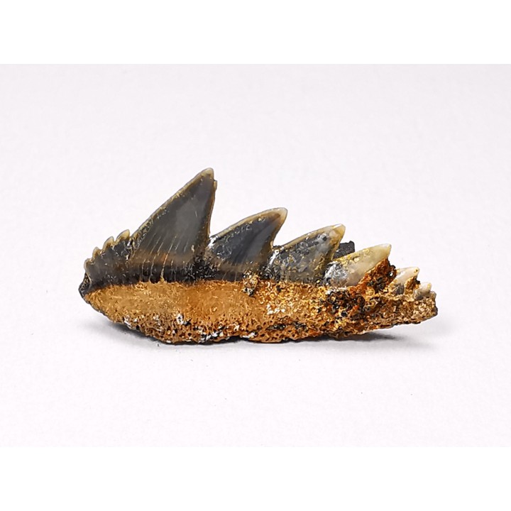 shark tooth: NOTORYNCHUS CEPEDIANUS,  Miocene-Pliocene, Belgium