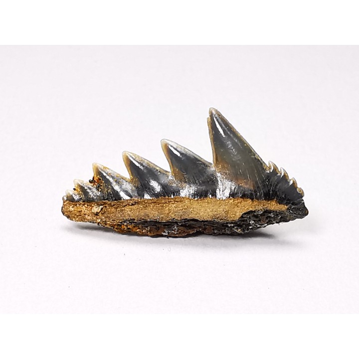 shark tooth: NOTORYNCHUS CEPEDIANUS,  Miocene-Pliocene, Belgium