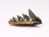 dent de requin: NOTORYNCHUS CEPEDIANUS - Miocène-Pliocène - Belgique