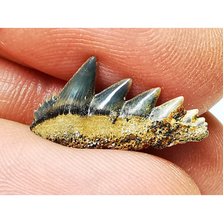 shark tooth: NOTORYNCHUS CEPEDIANUS,  Miocene-Pliocene, Belgium