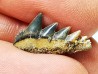 dent de requin: NOTORYNCHUS CEPEDIANUS - Miocène-Pliocène - Belgique