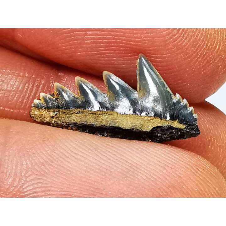 shark tooth: NOTORYNCHUS CEPEDIANUS,  Miocene-Pliocene, Belgium