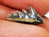dent de requin: NOTORYNCHUS CEPEDIANUS - Miocène-Pliocène - Belgique