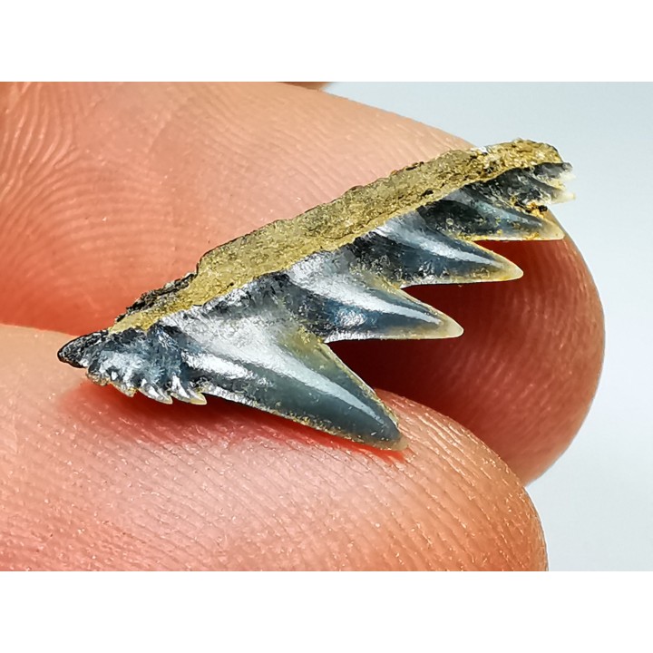 dent de requin: NOTORYNCHUS CEPEDIANUS - Miocène-Pliocène - Belgique