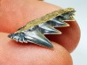 dent de requin: NOTORYNCHUS CEPEDIANUS - Miocène-Pliocène - Belgique