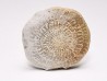 Nummulite - Eocene - Alicante, SPAIN