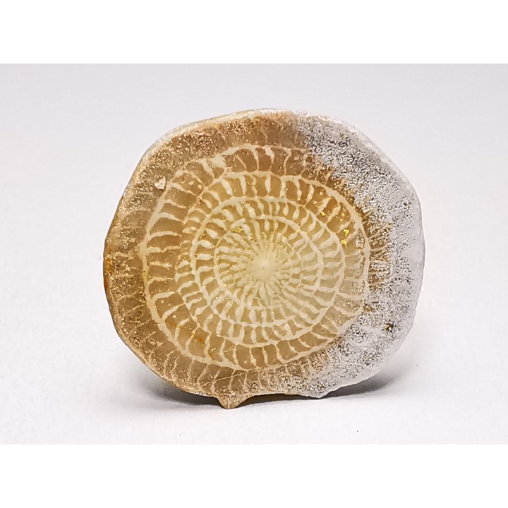 Nummulite - Eocene - Alicante, SPAIN