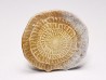 Nummulite - Eocene - Alicante, SPAIN