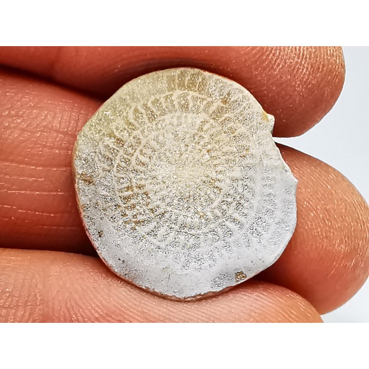 Nummulite - Eocene - Alicante, SPAIN