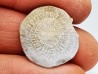 Nummulite - Eocene - Alicante, SPAIN