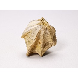 Brachiopod Cheirothyris fleuriausa - Oxfordian -  La Rochelle, FRANCE