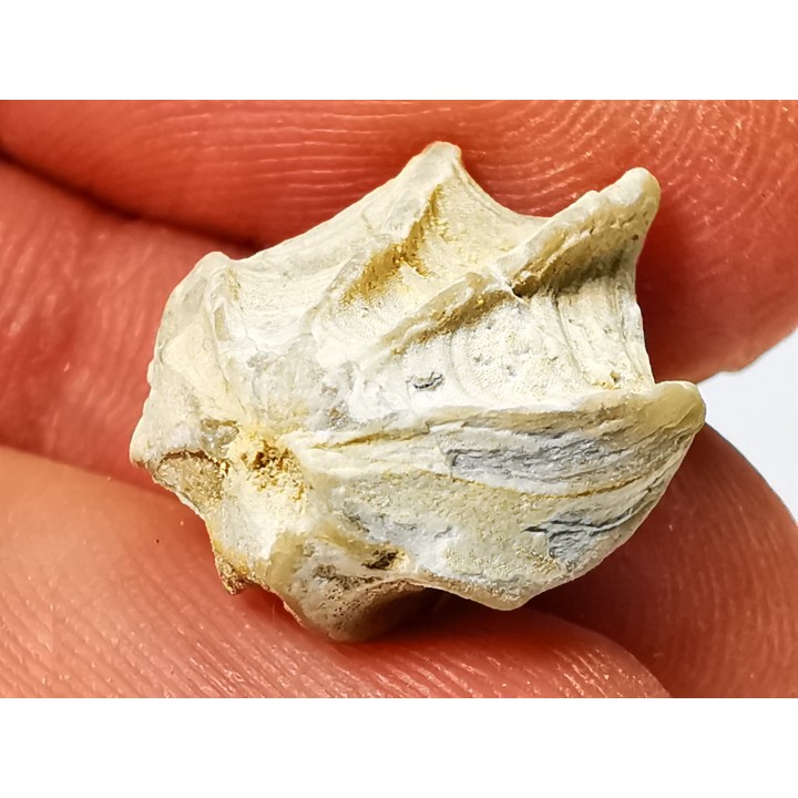 Brachiopode Cheirothyris fleuriausa - Oxfordien - La Rochelle, FRANCE