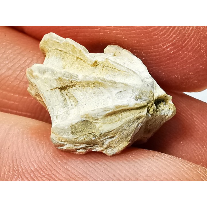 Brachiopode Cheirothyris fleuriausa - Oxfordien - La Rochelle, FRANCE
