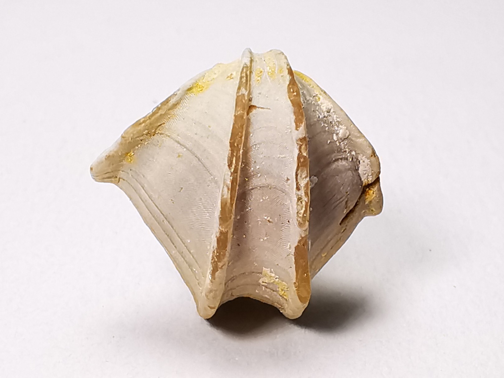 Brachiopod Cheirothyris fleuriausa - Oxfordian - La Rochelle, FRANCE